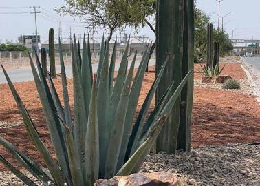 Embellecerán camellón ubicado al sur de Ciudad Obregón