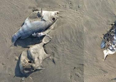 "Inundan" playa peces muertos