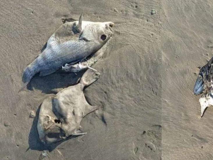 “Inundan” playa peces muertos “Inundan” playa peces muertos