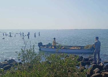 Peces murieron por calor: Profepa