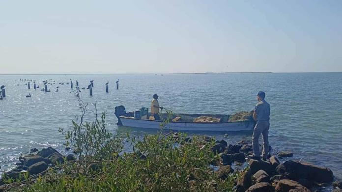 Peces murieron por calor: Profepa Peces murieron por calor: Profepa