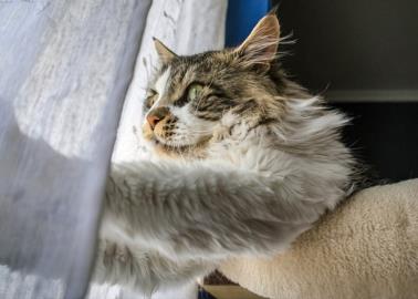 Trucos para evitar que los gatos rasguñen los muebles de la casa