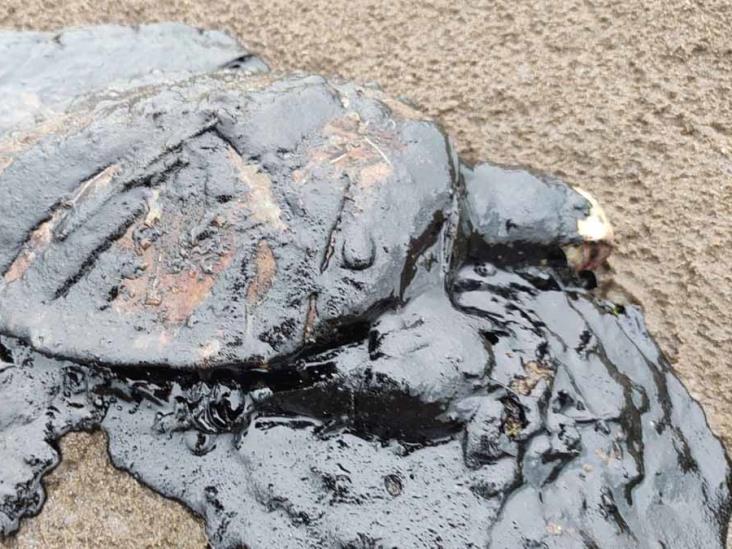 Mueren animales en playas de Veracruz por contaminación de petróleo Mueren animales en playas de Veracruz por contaminación de petróleo