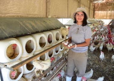 Huevos de gallina libre; producen más siendo felices Huevos de gallina libre; producen más siendo felices