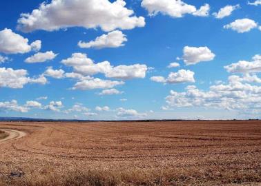 El cártamo pasa por mal momento en el Valle del Yaqui; analizan solución