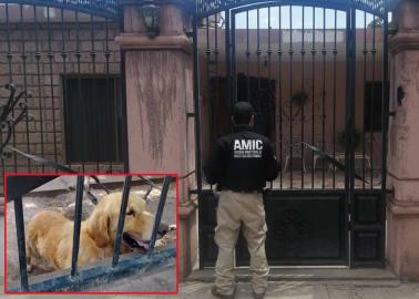 Rescata AMIC a perro maltratado en Cajeme Rescata AMIC a perro maltratado en Cajeme