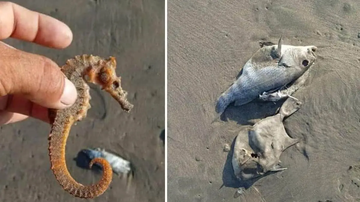 Caballitos de mar, botete y chochitos, entre las especies muertas en Huatabampito; se mantiene la vigilancia