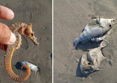 Caballitos de mar, botete y chochitos, entre las especies muertas en Huatabampito; se mantiene la vigilancia
