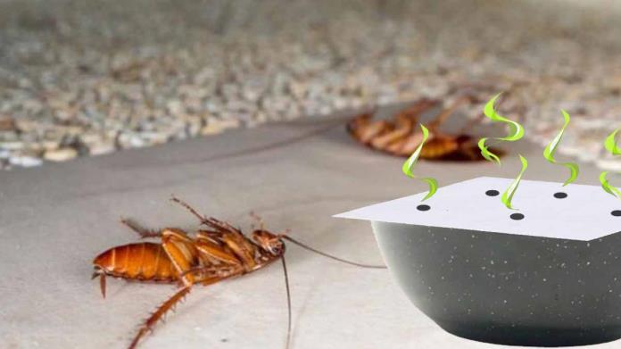 Deshazte de las cucarachas de tu hogar con este truco Deshazte de las cucarachas de tu hogar con este truco