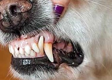 Mascotas son envenenadas en Cajeme