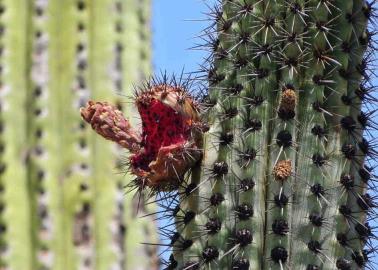 Piden agilizar proyecto de Reserva El Pitahayal en Huatabampo