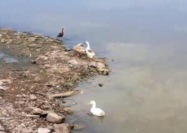 Laguna del Náinari. Adelantarán inyección de agua