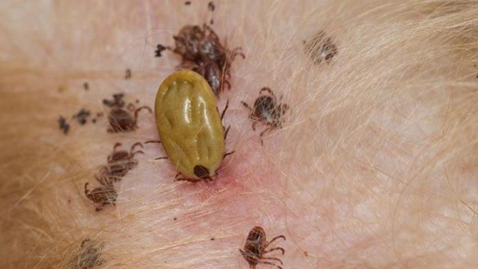 En Navojoa detectan casa infestada de garrapatas En Navojoa detectan casa infestada de garrapatas
