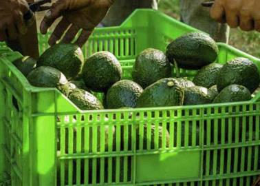 El superpeso afecta las exportaciones de aguacate