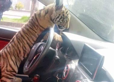 VIDEO | Paseaba con su gatito en el auto y lo detienen