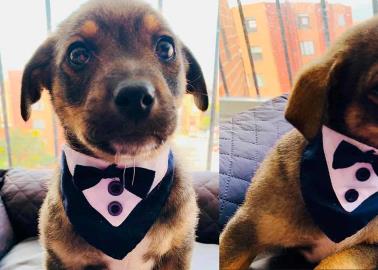 #VIRAL | Dejan vestido y alborotado a perrito el día de su adopción