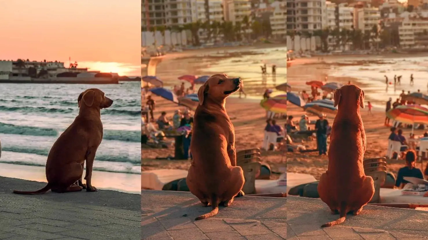 #VIRAL Perrito acude a ver el atardecer en Mazatlán y hasta suspira