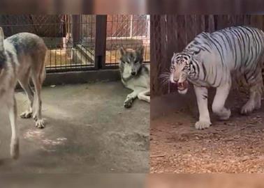 Santuario Ostok en Sinaloa rescata fauna del Zoológico La Pastora; unen esfuerzos por un bien mayor 