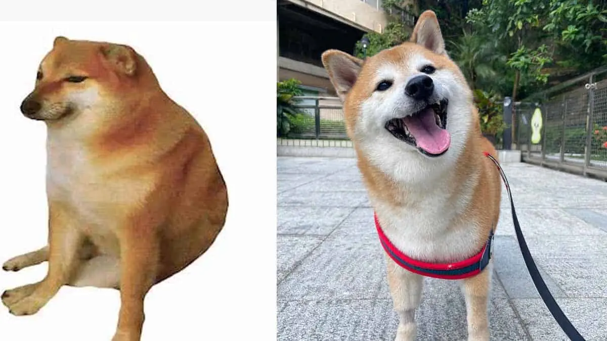 Muere “Cheems”, el famoso perrito de los memes que conquistó las redes sociales