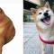 Muere “Cheems”, el famoso perrito de los memes que conquistó las redes sociales