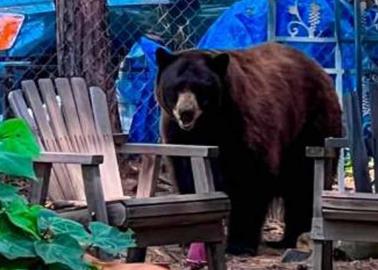 Niño es atacado por un oso pardo en Nueva York