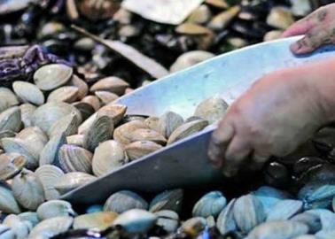 Cofepris alerta sobre mariscos provenientes del norte de México; están contaminados