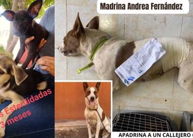 Fundación CES realizará campaña de esterilización de perros y gatos en Cajeme