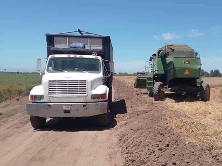 Adeudan trigueros a los transportistas Adeudan trigueros a los transportistas