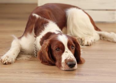 ¿Cómo evitar que tu perro orine dentro de casa?