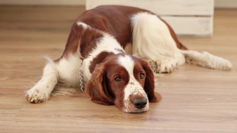 ¿Cómo evitar que tu perro orine dentro de casa?
