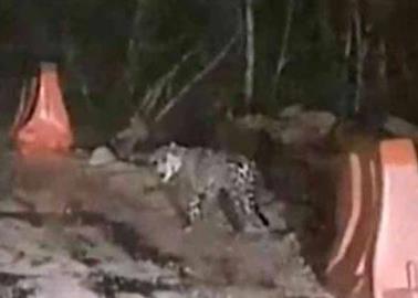 VIDEO | Tren Maya: Jaguar supervisa las obras