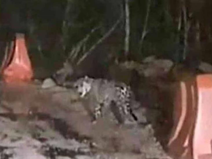 VIDEO | Tren Maya: Jaguar supervisa las obras VIDEO | Tren Maya: Jaguar supervisa las obras