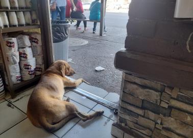 Dulcería de Cajeme alimenta y resguarda del calor a perros callejeros