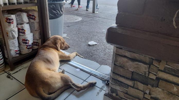 Dulcería de Cajeme alimenta y resguarda del calor a perros callejeros Dulcería de Cajeme alimenta y resguarda del calor a perros callejeros