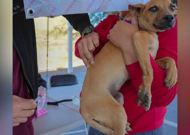 Garrapatas y pulgas: médica alerta de medicamento y pide informarse para no dañar la salud de las mascotas