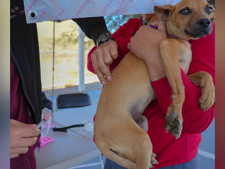 Garrapatas y pulgas: médica alerta de medicamento y pide informarse para no dañar la salud de las mascotas Garrapatas y pulgas: médica alerta de medicamento y pide informarse para no dañar la salud de las mascotas
