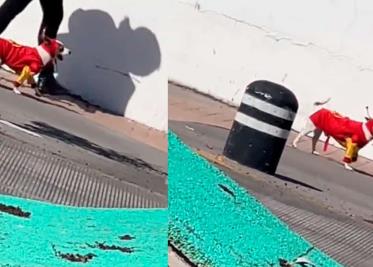 No contaban con mi astucia: Captan a un perrito que portaba un disfraz de “El Chapulín Colorado”: VIDEO No contaban con mi astucia: Captan a un perrito que portaba un disfraz de “El Chapulín Colorado”: VIDEO