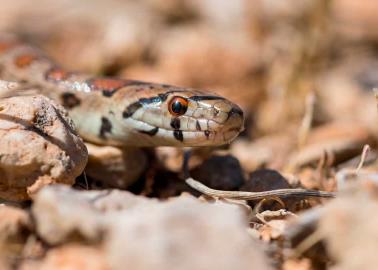 ¿Cómo saber si tienes una víbora o serpiente en casa? Estas son las señales