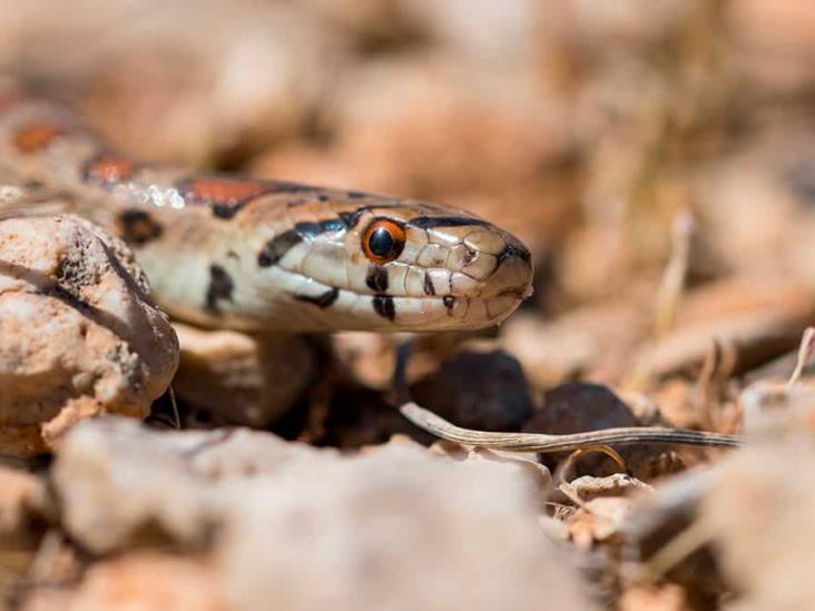 Diario Del Yaqui C Mo Saber Si Tienes Una V Bora O Serpiente En Casa