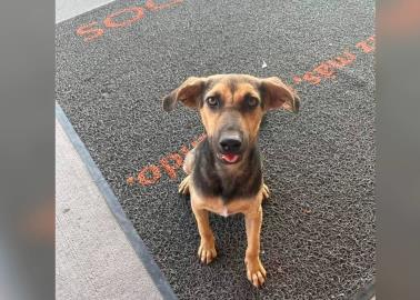 Naranjita cuenta con un hogar; la perrita vivía en una tienda departamental en Cajeme