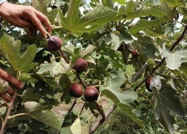 Promueven el higo por su gran potencial en la región del Mayo