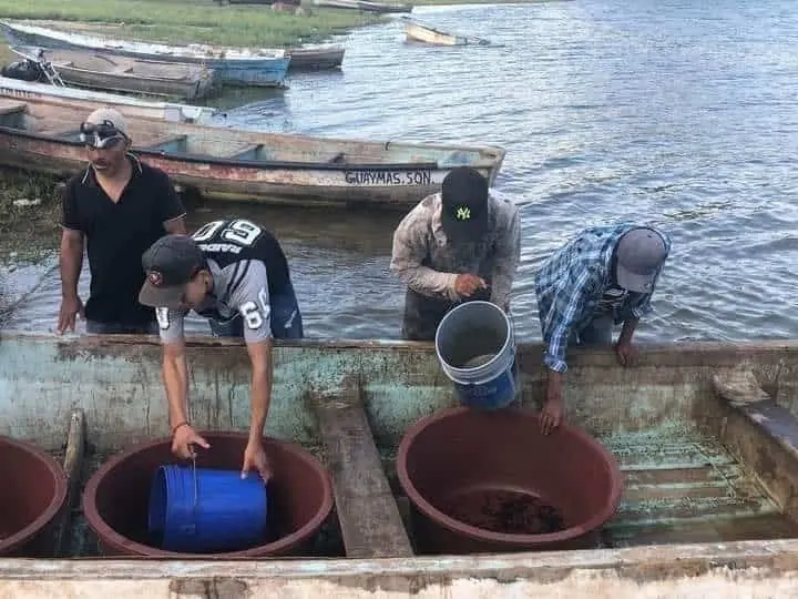 Siembran crías de tilapia en presas de Álamos