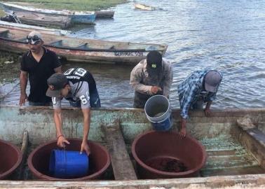 Siembran cr&iacute;as de tilapia en presas de &Aacute;lamos