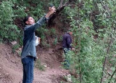 La Conafor combate plaga de chinches en parque La Colorada de Álamos