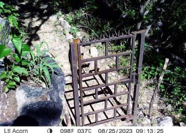 Captan a puma en Álamos; el felino probablemente buscaba agua Captan a puma en Álamos; el felino probablemente buscaba agua