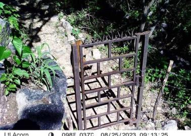 Captan a puma en Álamos; el felino probablemente buscaba agua