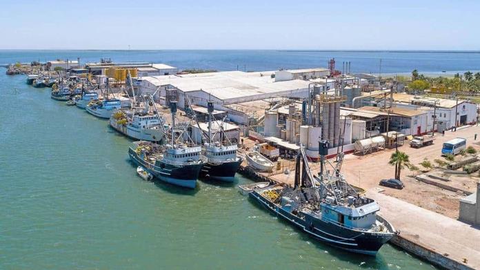 Captura de sardina arranca el 1 de octubre en Sonora Captura de sardina arranca el 1 de octubre en Sonora