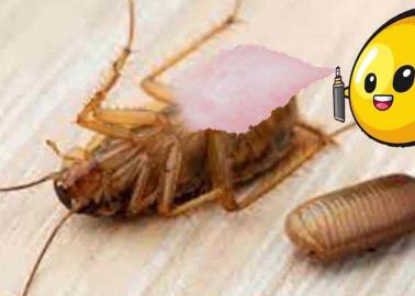 Elimina los huevecillos de cucaracha con estos prácticos trucos