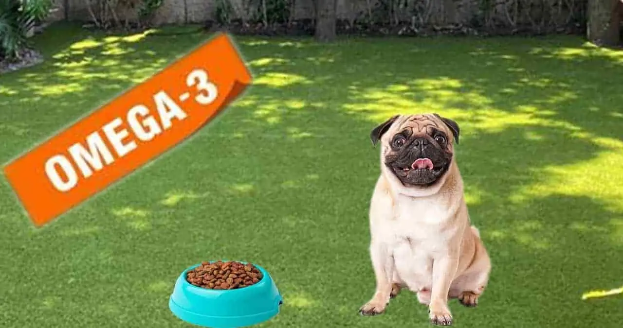 Estos son los beneficios del Omega-3 en tus mascotas