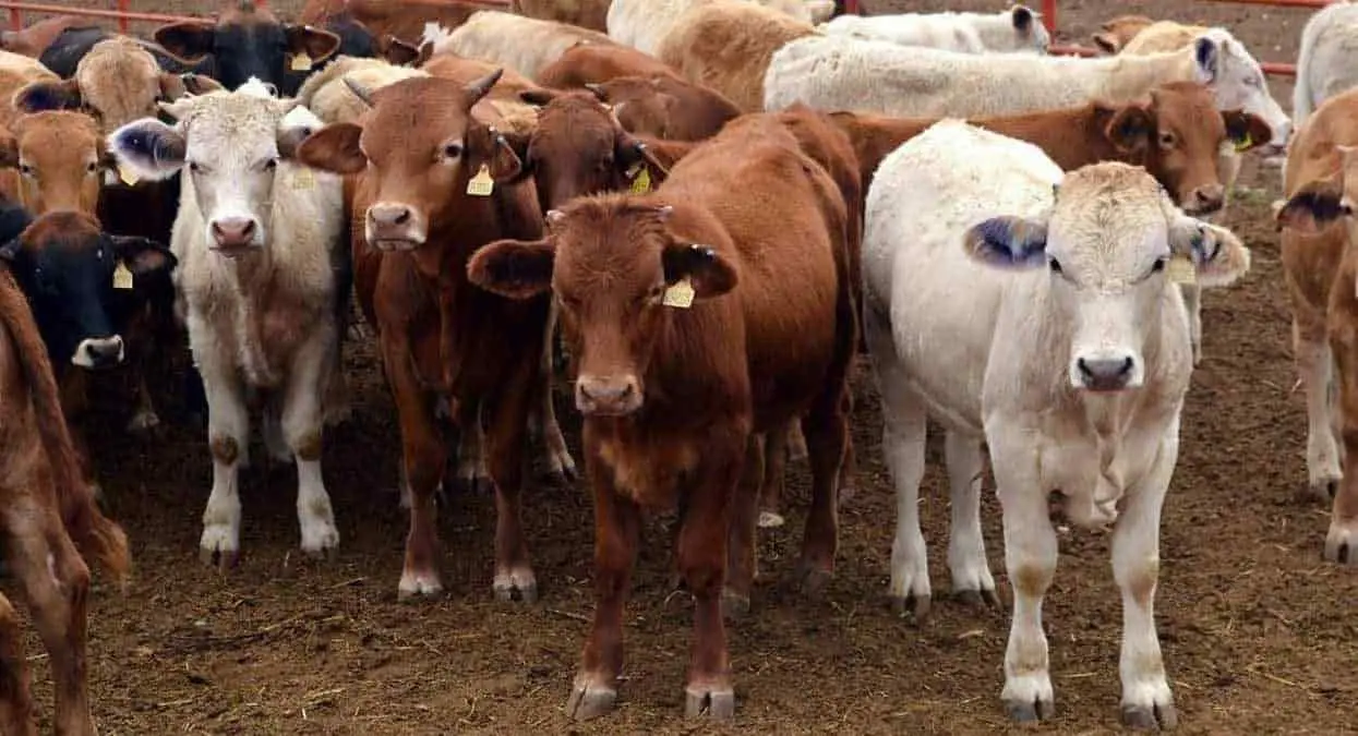 Sequía podría acabar con los hatos ganaderos en el Valle del Yaqui